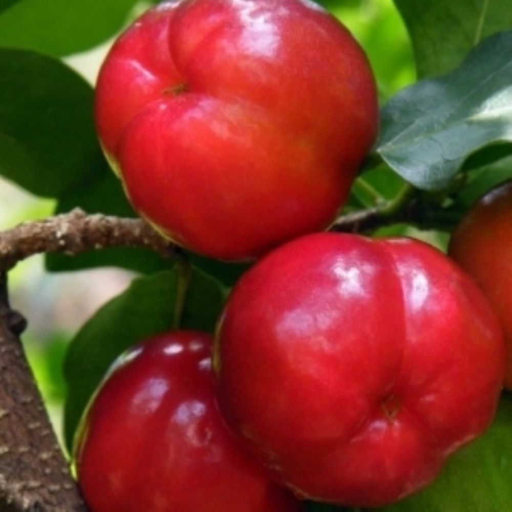Acerola.jpg