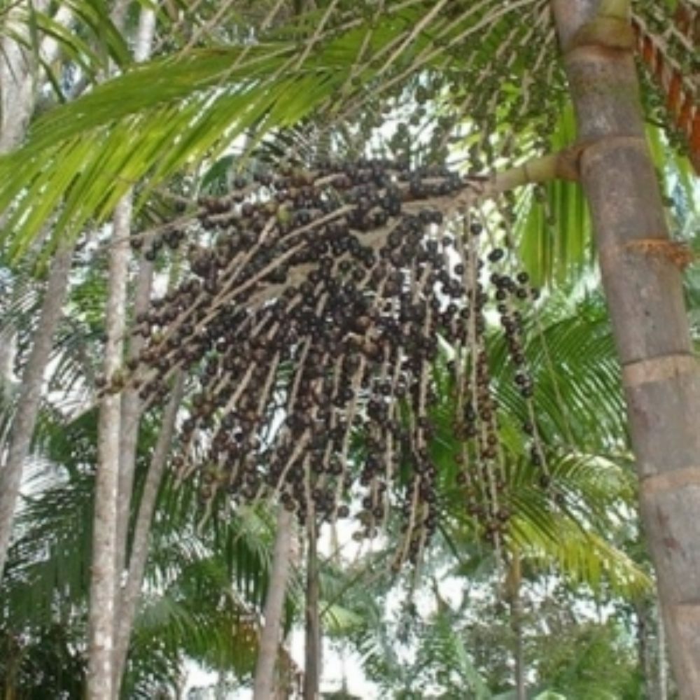 Açaí.jpg