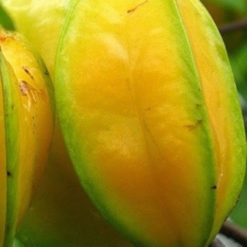 Carambola.jpg