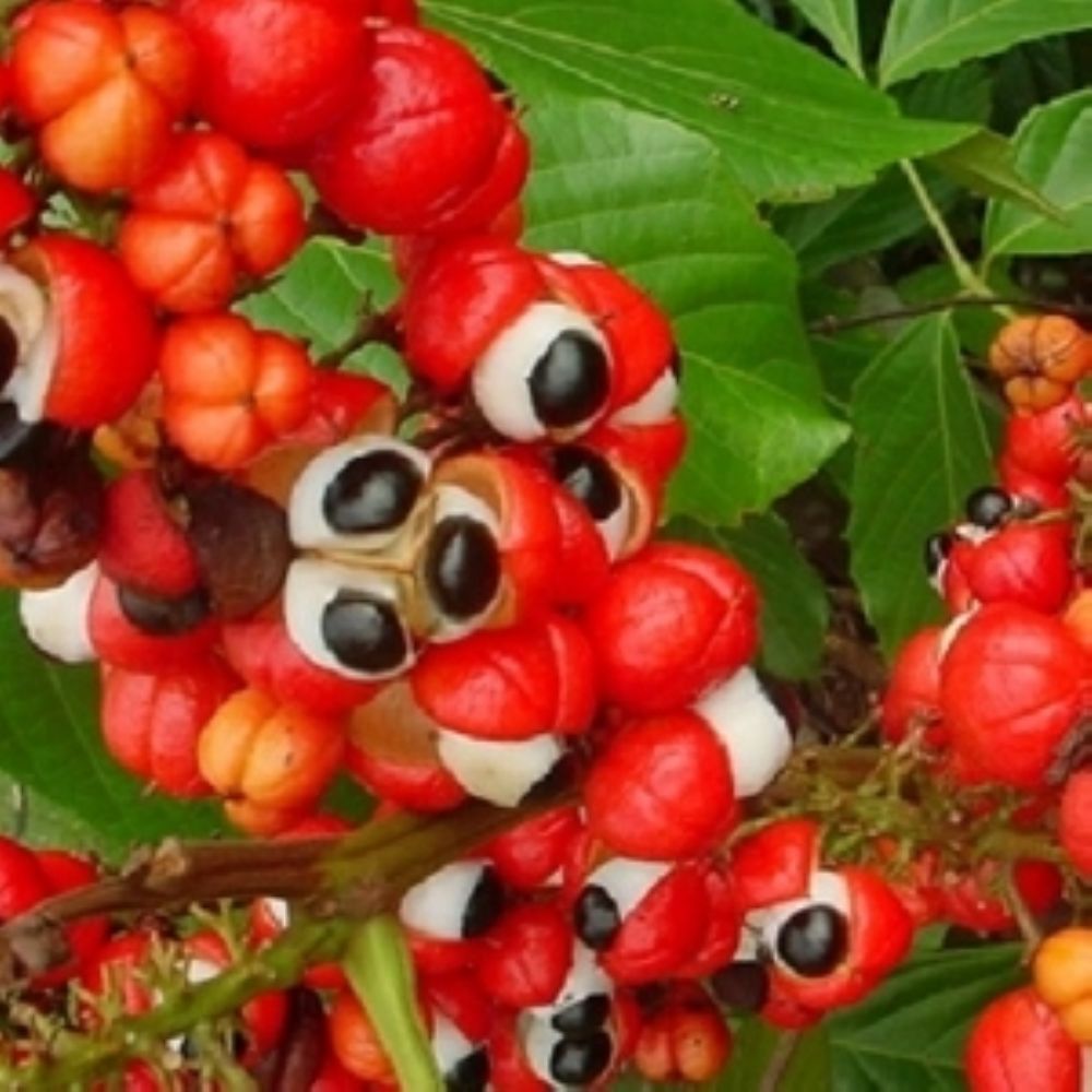 Guarana.jpg