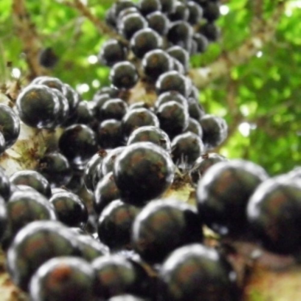 Jabuticaba.jpg