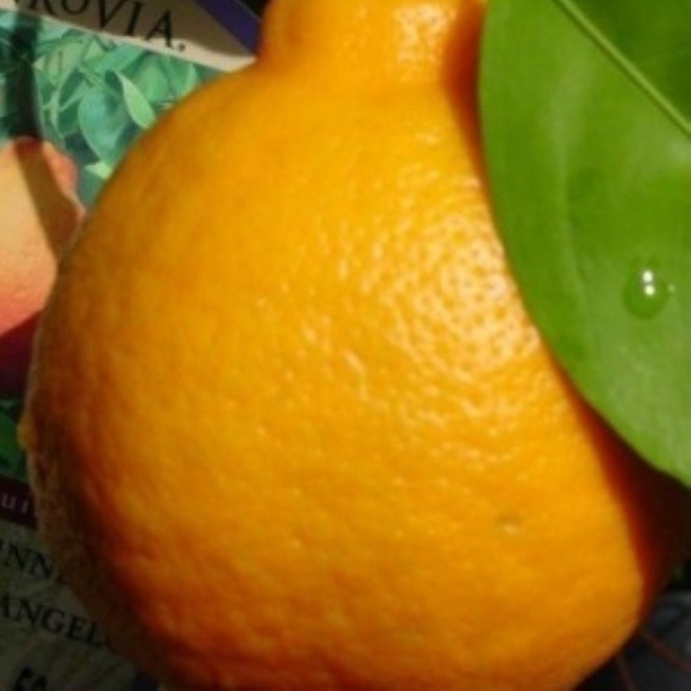 Tangelo.jpg
